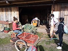 Découverte du maraîchage par les adolescents du PRE à Larchant Vacances du PRE. - Agrandir l'image (fenêtre modale)