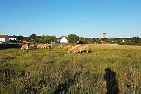 Photo de Boissise-la-Bertrand - Agrandir l'image