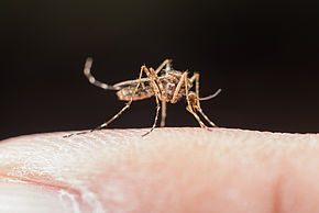 Moustique, visuel non contractuel