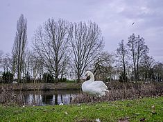 Parc de Meckenheim, Mée-sur-Seine - Agrandir l'image (fenêtre modale)