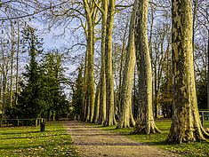 Parc du Château Soubiran, Dammarie-les-Lys - Agrandir l'image (fenêtre modale)