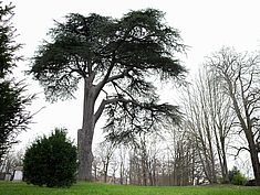 Parc de la Chesnaie, Seine-Port - Agrandir l'image (fenêtre modale)