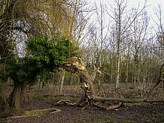 Parc Raymond Sachot, Saint-Fargeau-Ponthierry - Agrandir l'image (fenêtre modale)