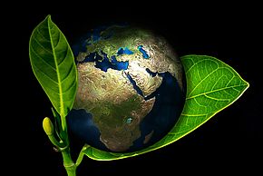Photo du globe entouré par des feuilles