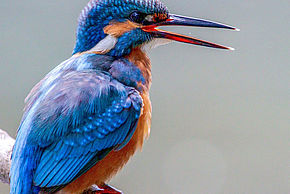 Oiseau qui siffle - Agrandir l'image